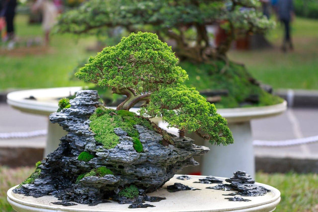 ilustrasi bonsai (Pexels)