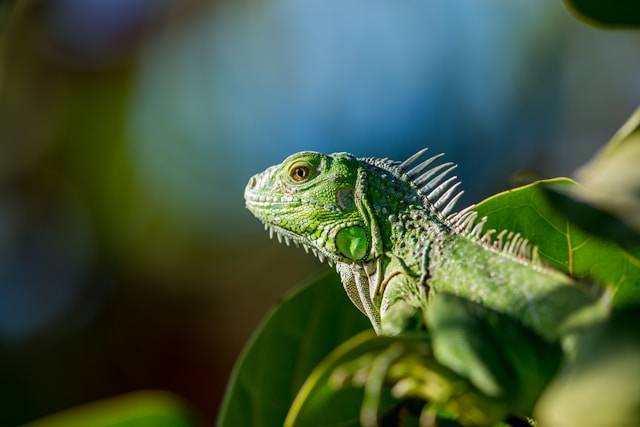 Ilustrasi Apakah Iguana Perlu Lampu UV. Foto: dok. Unsplash/John Cobb