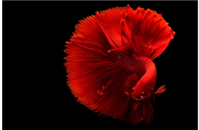 Ilustrasi: kan Cupang yang Paling Bagus. Sumber: Chevanon Photography/Pexels.com