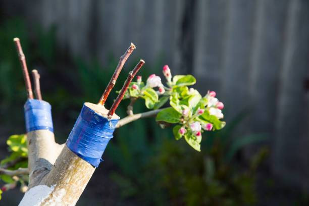 Ilustrasi Seorang Petani Tanaman Buah Membudidayakan Beberapa Pohon Seperti Pohon Mangga Dan Rambutan, Teknik Budidaya Yang Lebih Baik Dipilih Adalah, Foto: Unsplash/Svetlana Belkina.