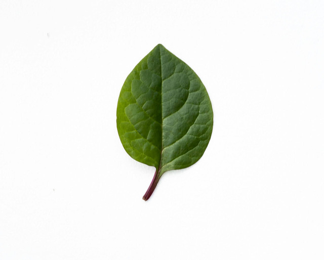 Ilustrasi sebutkan ragam hias flora pada media batu alam. Sumber: kwang javier/unsplash