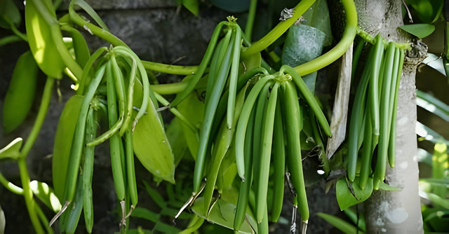 Ilustrasi Tanaman Vanili (sumber: shutterstock.com)