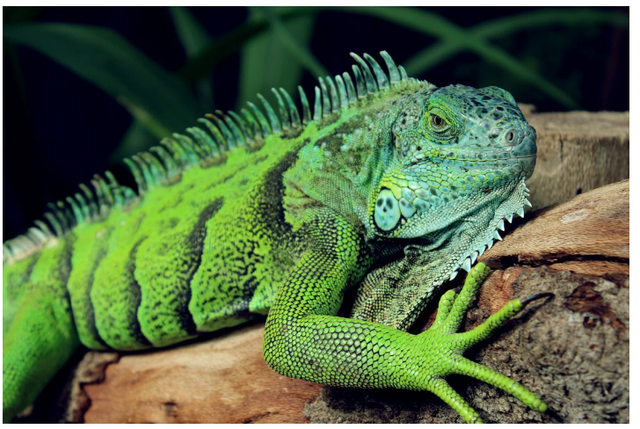 Ilustrasi: Apakah Iguana Makan Daging?. Sumber: Christo Goosen/Pexels.com