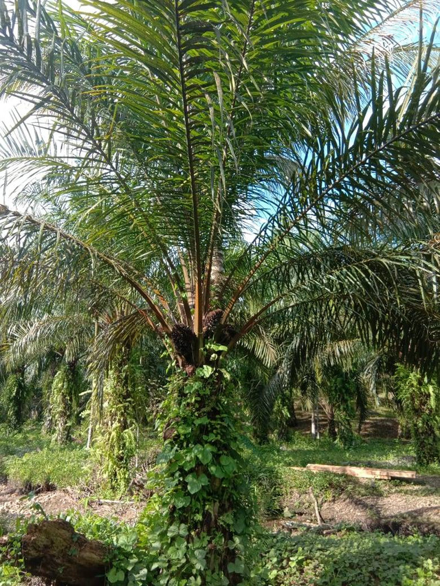 Kebun sawit milik petani sebagai sumber utama pendapatan keluarga perlu diseminasi teknologi untuk meningkatkan nilai tambah komoditi sawit di tingkat petani (sumber: foto pribadi)