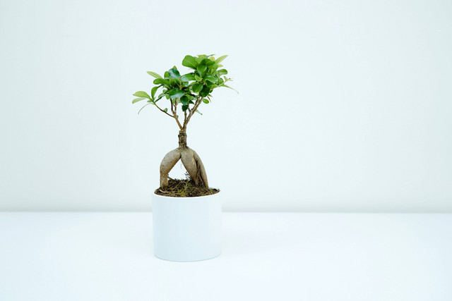Ilustrasi Perbedaan Bonsai Tempelan dan Bonsai Asli. Sumber: Unsplash