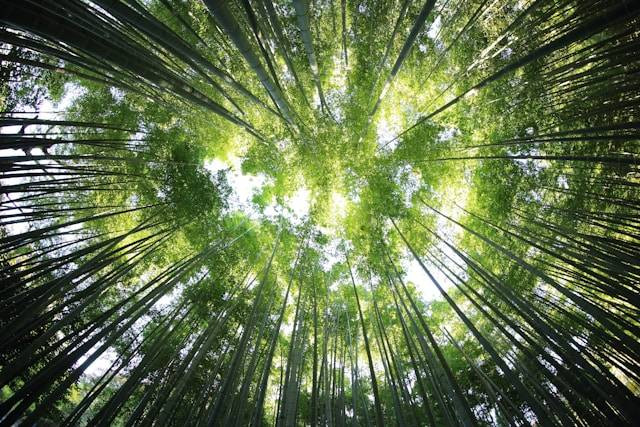 Kawasan hutan yang berfungsi sebagai kawasan pengawetan aneka ragam flora dan fauna disebut. Foto hanya ilustrasi. Sumber foto: Unsplash/Kazuend