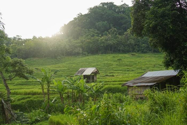 Terasering Cisalada (Foto hanya ilustrasi, bukan tempat sebenarnya) Sumber: unsplash.com/ Dewi Karuniasih
