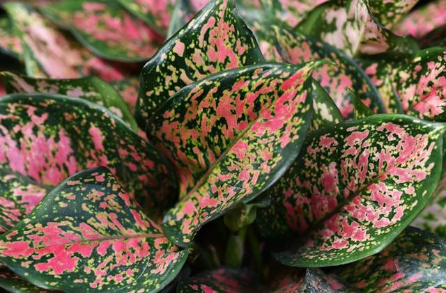 Perbedaan Antara Aglaonema dan Anthurium. Foto Hanya Ilustrasi. Sumber Foto: Unsplash.com/David Clode
