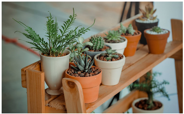 Foto Hanya Ilustrasi: Tips Memilih Pupuk Tanaman Hias. Sumber: Min An/Pexels.com