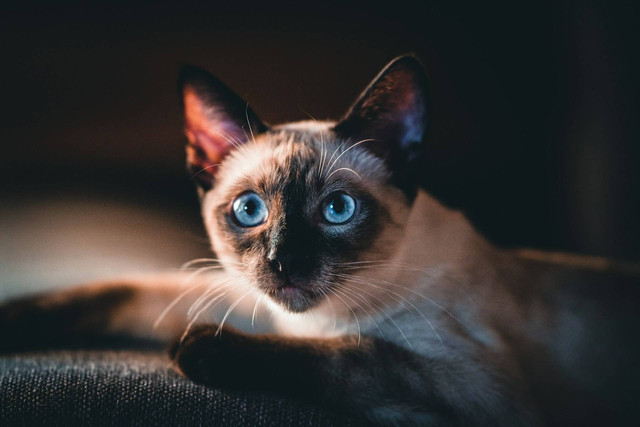 Ilustrasi jenis kucing hidung hitam. Sumber foto: Unsplash