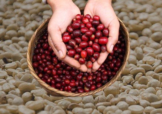 Kopi Luwak Authentic. Sumber : https://www.kopiluwak.org/baru/index.html