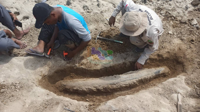 Tim dari Dinas Kepemudaan, Olahraga, Kebudayaan, dan Pariwisata (Dinporabudpar) Kabupaten Blora saat lakukan ekskavasi gading gajah purba. Selasa (21/05/2024) (Aset: Priyo/BeritaBojonegoro)