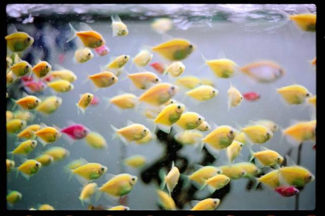 Ilustrasi ciri-ciri ikan glofish hamil, sumber foto: Cz Jen by pexels.com