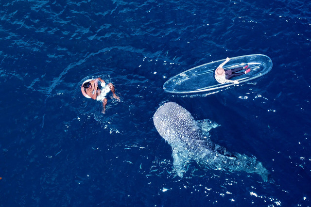 Pengunjung menaiki perahu wisata untuk melihat Hiu Paus (Rhincodon Typus) di objek wisata Desa Botubarani, Kabupaten Bone Bolango, Gorontalo, Rabu (22/5/2024). Foto: Adiwinata Solihin/Antara Foto
