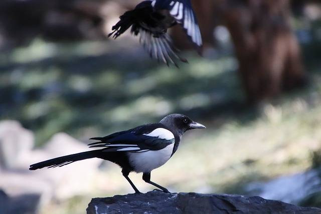 Ilustrasi cara pemberian minyak ikan untuk murai batu. Foto: Zhu Bing/Unsplash