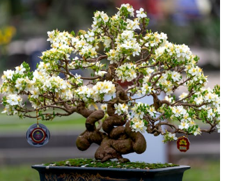 Foto Hanya Ilustrasi: Bonsai yang Paling Bagus . Sumber: Quang Nguyen Vinh/Pexels.com