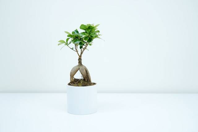 Apakah Bonsai Bisa Hidup di Dalam Ruangan? Foto Hanya Ilustrasi. Sumber Foto: Unsplash.com/Toa Heftiba