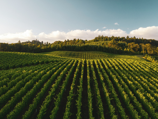 Ilustrasi cara menghitung populasi tanaman. Sumber: unsplash.com/DanMeyers.