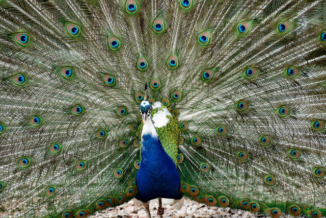 Ilustrasi Apakah Burung Merak Bisa Terbang, foto:pexels