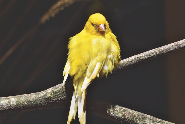 ilustrasi burung kenari (Pixabay)