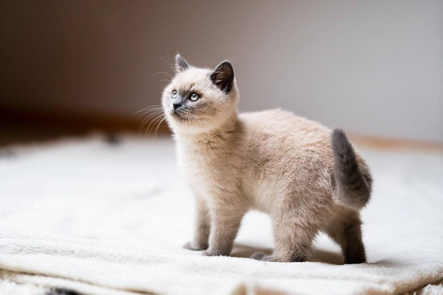 ilustrasi kitten (Pixabay)