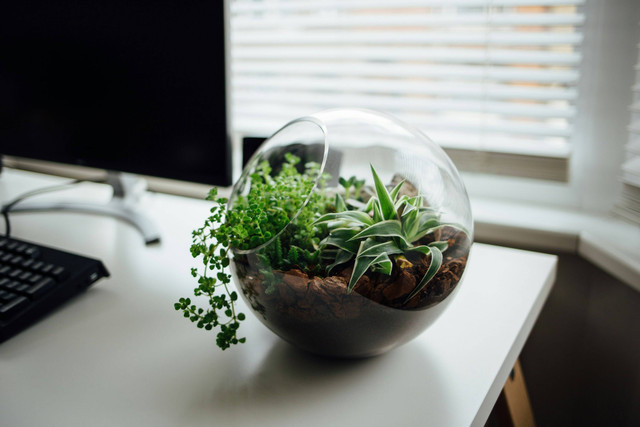 Ilustrasi Cara Membuat Terrarium di Botol Bekas. Sumber: Unsplash