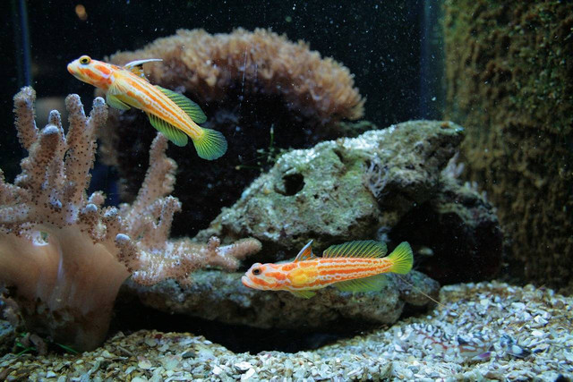 Ilustrasi ciri-ciri ikan hias yang berkualitas. Foto: Pixabay