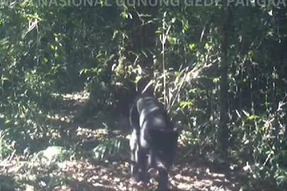 Dua Macan Tutul terlihat melintas di Gunung Gede Pangrango Foto: Dok. bbtn_gn_gedepangrango