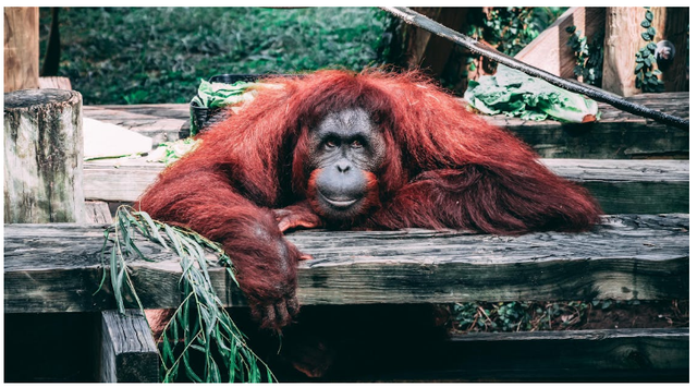 Foto Hanya Ilustrasi: Hewan Apa yang Paling Cerdas di Dunia?. Sumber: David Gonzales/Pexels.com