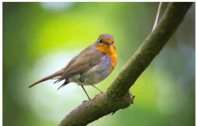 Ilustrasi: Ciri Hewan Mamalia, Reptil, Amfibi, dan Burung. Sumber: Pixabay.com