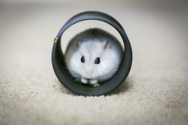 Ilustrasi hamster luka. Sumber foto: Unsplash