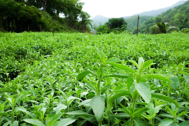 Ilustrasi Tananaman Stevia Penghasil Gula Alami Rendah Kalori (sumber: shutterstock.com)