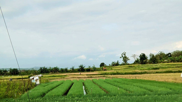 gambar Pedesaan di daerah Bumiayu, Jawa Tengah (Sumber : Maylani Mega Utami)
