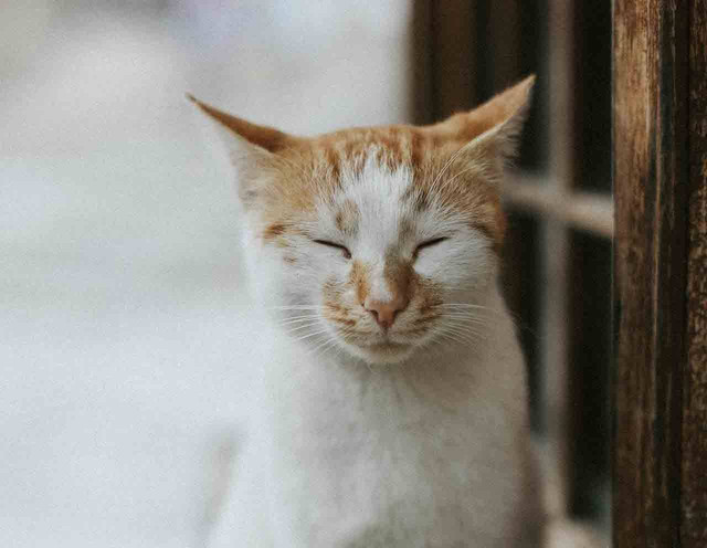 ilustrasi kucing jamuran (Pexels)