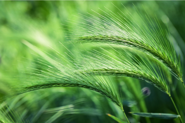 Ilustrasi contoh soal Biologi kelas 11 SMA. Foto: Pixabay/MabelAmber