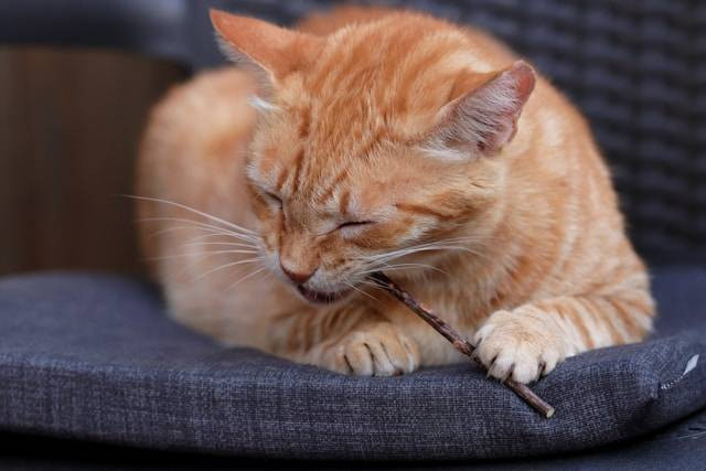 Jenis Catnip untuk Kucing Birahi. Foto Hanya Ilustrasi. Sumber Foto: Unsplash.com/Fernando Vega