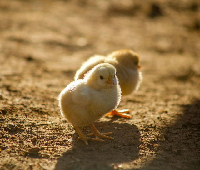 Ilustrasi Tips Memulai Ternak Ayam. Sumber: Unsplash