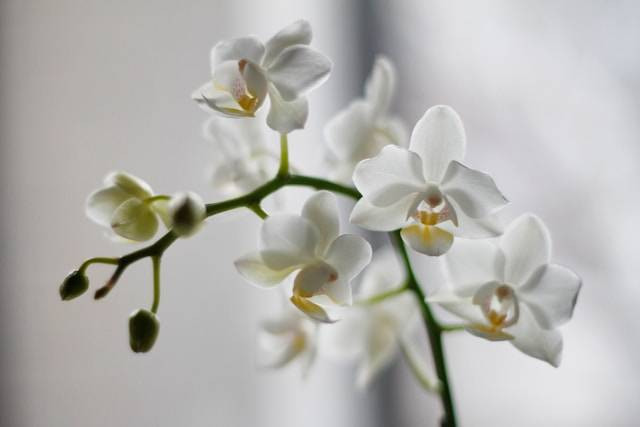 Cara Merawat Anggrek yang Layu. Foto Hanya Ilustrasi. Sumber Foto: Unsplash.com/Jessica Knowlden