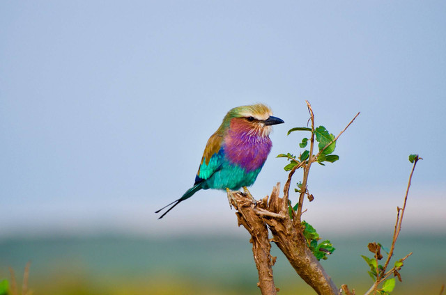Ilustrasi burung puter pelung. Sumber foto: Unsplash