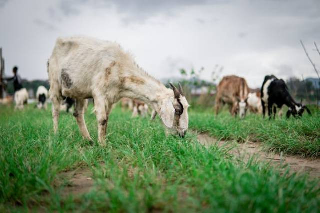 Ilustrasi apakah usaha ternak kambing menguntungkan, sumber foto: Pavel Bondarenko by pexels.com
