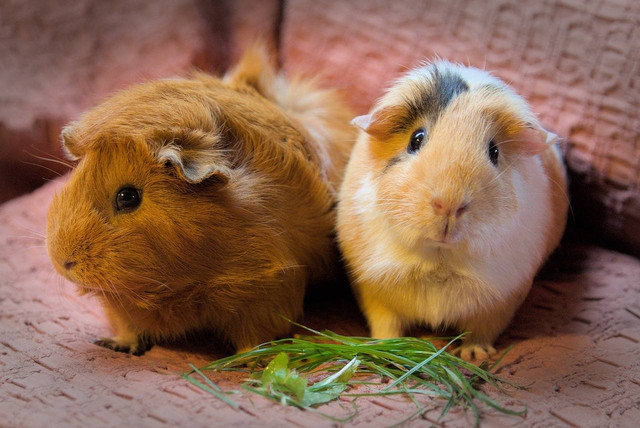 Ilustrasi tips ternak marmut. Sumber: pixabay