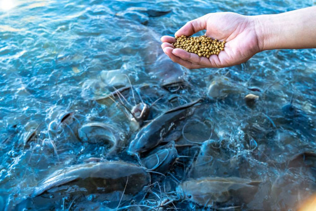 Pemberikan pakan pada ikan lele secara konvensional  (Sumber : shutterstock)