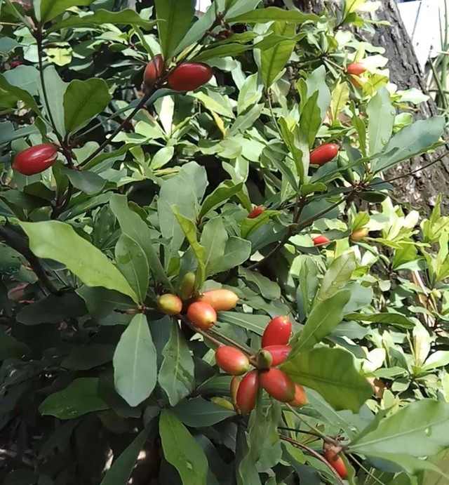 Buah ajaib atau Synsepalum dulcificum. (Foto: Vintasya Hilda Kauri Pinontoan)