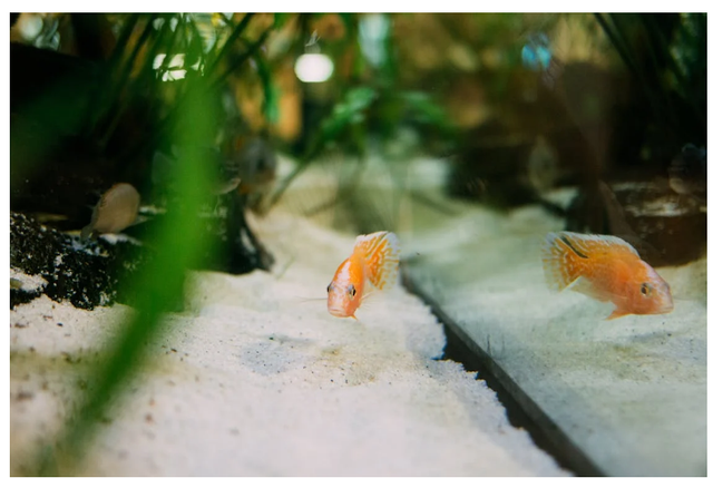 Foto Hanya Ilustrasi: Ikan Hias Air Tawar yang Tidak Mudah Mati. Sumber: Maria Tyutina/Pexels.com