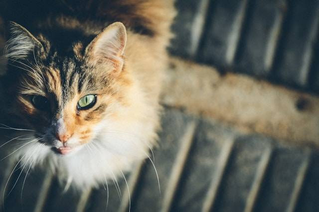 Tanda Kucing sayang pada pemilikny. Foto Hanya Ilustrasi. Sumber Foto: Unsplash.com/Scott Warman