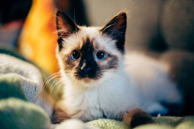 Susu Manusia yang Cocok untuk Kucing. Foto Hanya Ilustrasi. Sumber Foto: Unsplash.com/Nirzar Pangarkar
