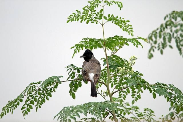 Apakah Trucukan Bisa Menirukan Suara Burung Lain? Foto Hanya Ilustrasi. Sumber Foto: Unsplash.com/viswaprem anbarasapandian