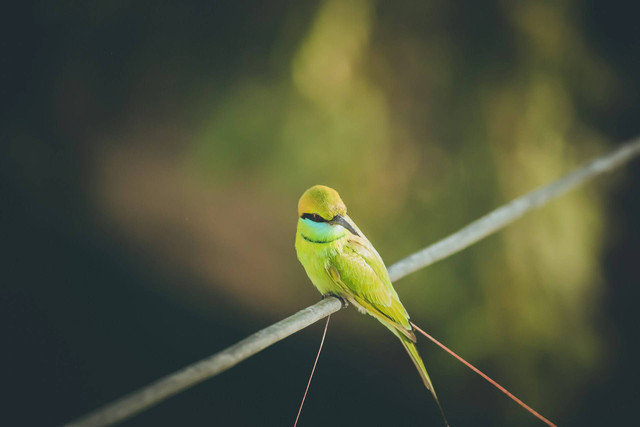 Ilustrasi burung cucak ijo. Sumber foto: Unsplash