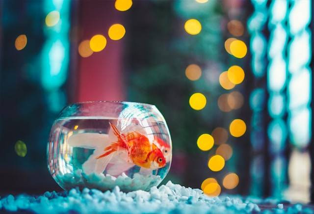 Jenis Ikan Mas Koki Lion Head. Foto Hanya Ilustrasi. Sumber Foto: Unsplash.com/Ahmed Hasan