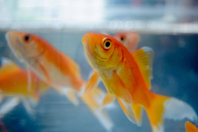 Ilustrasi Apakah Sisik Ikan Mas Koki Bisa Tumbuh Lagi? Sumber: Unsplash